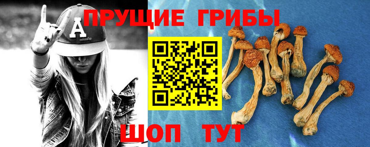 Великие Луки  Псилоцибиновые грибы Psilocybine cubensis  Вход с VPN 
